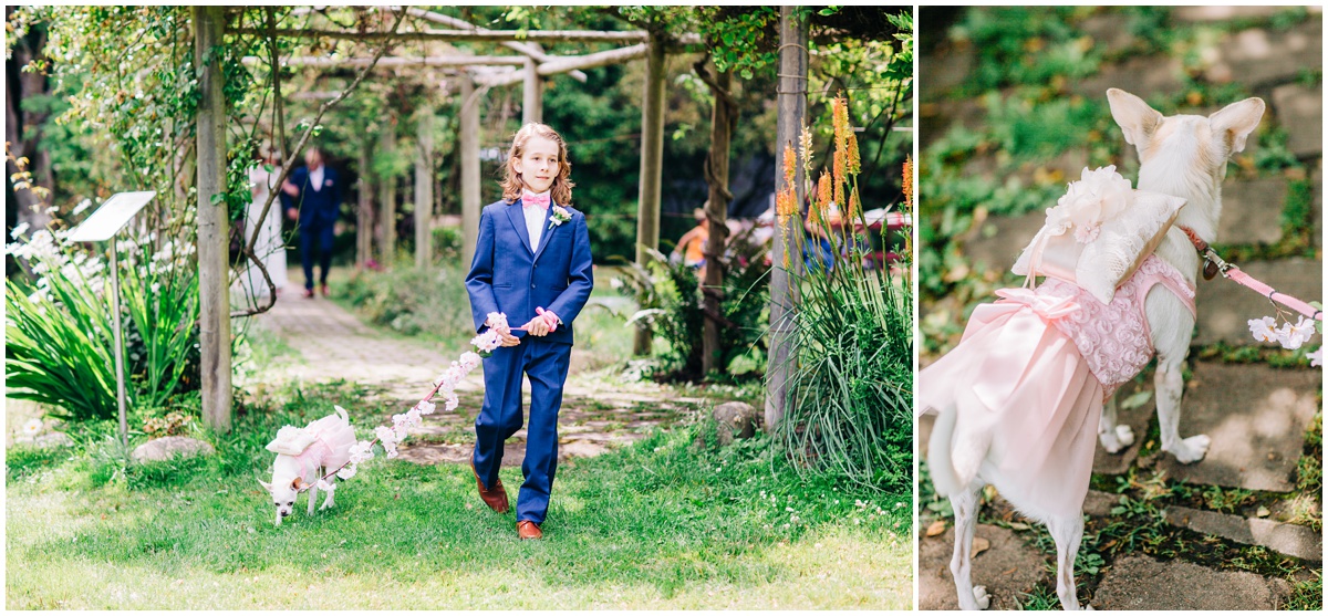 son and ring bearer dog walk down the aisle